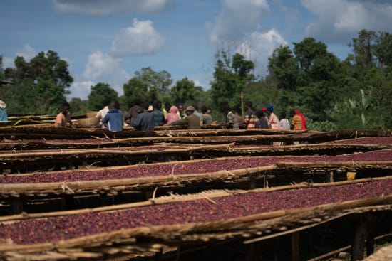 Ethiopia Yirgacheffe Halo Beriti