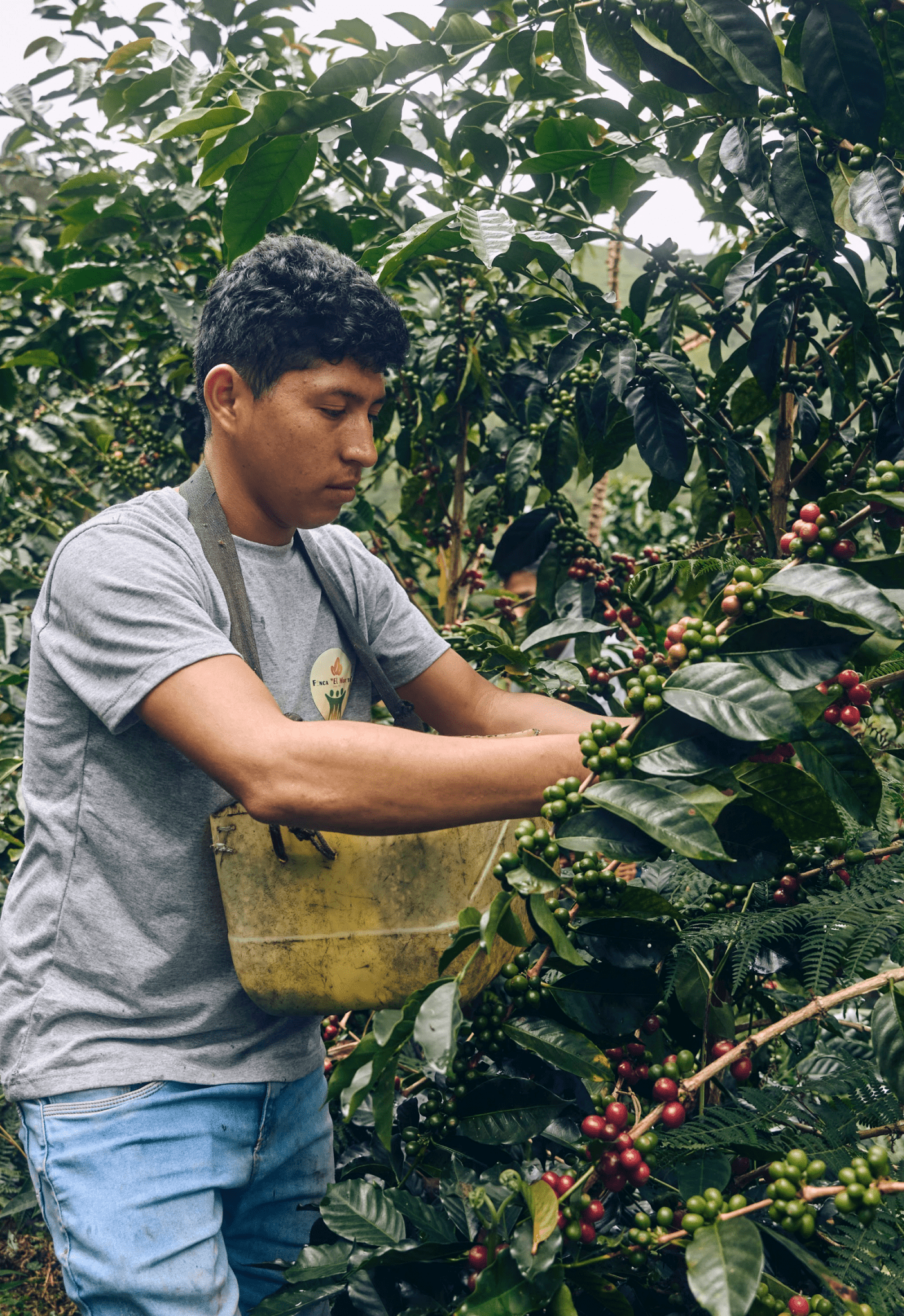 Peru Antony Vasquez Washed - Rosted Coffee | Altohaus