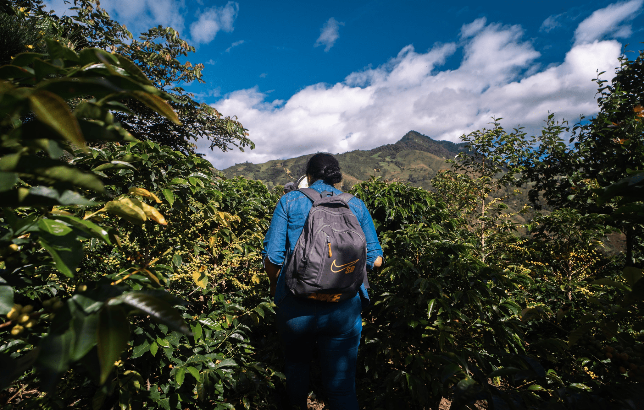Peru Aromas del Valle Merly Leon G1 Washed Organic - Rosted Coffee | Altohaus