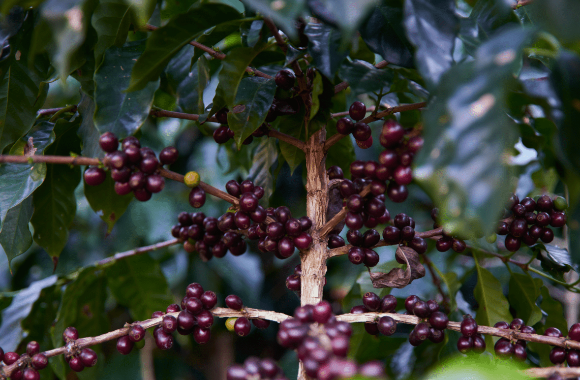 Guatemala Santa Rosa - Rosted Coffee | Altohaus