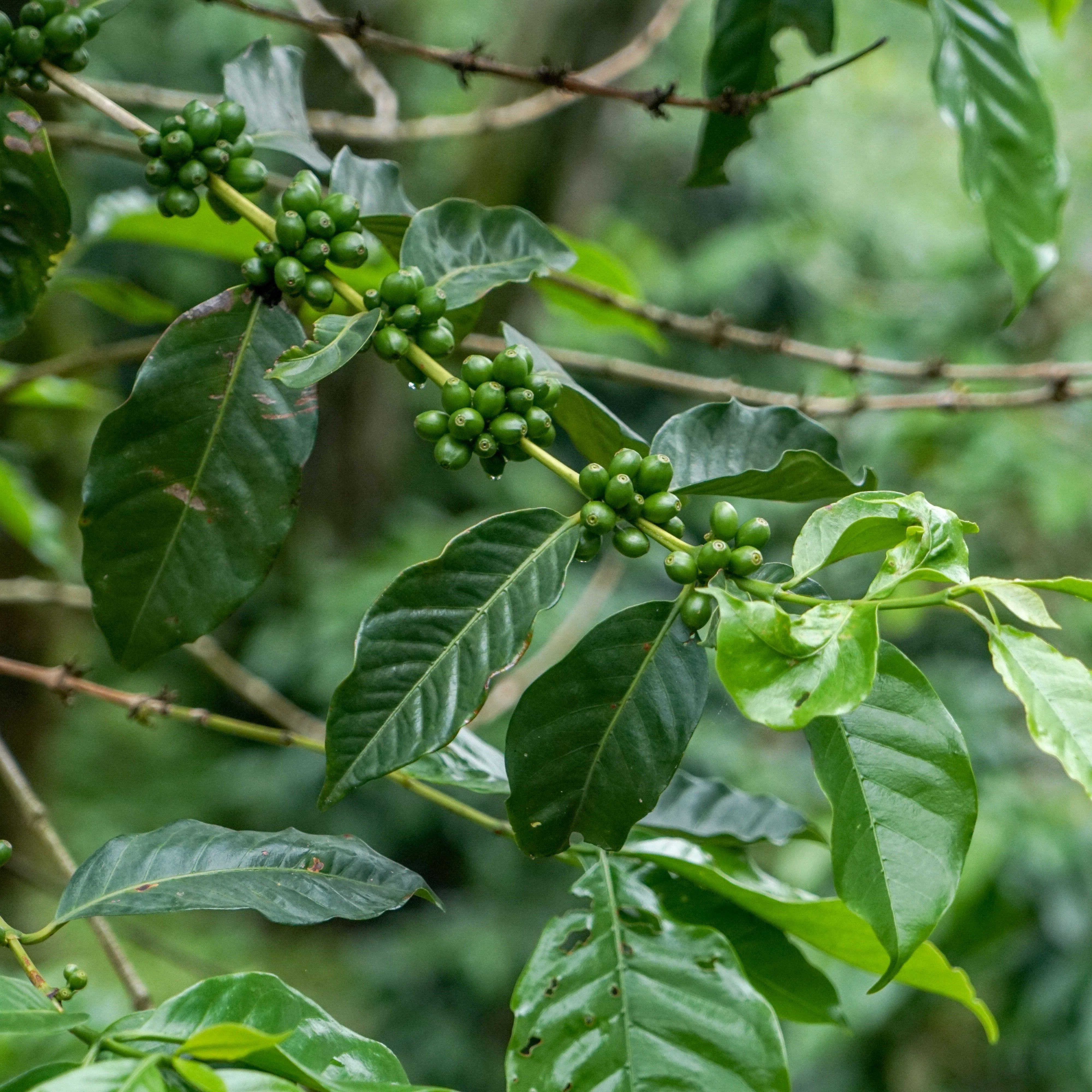 El Salvador Las Delicias
