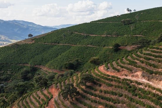 Brazil Serra Negra Natural - Rosted Coffee | Altohaus