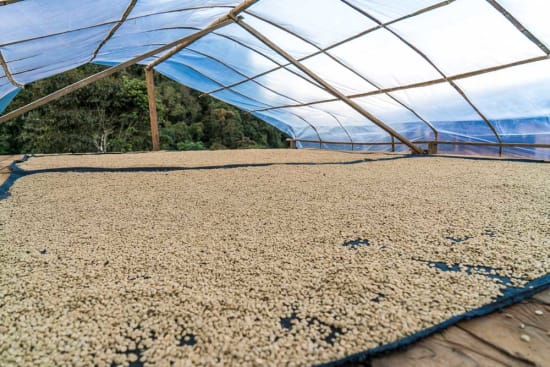 Peru Cajamarca - Rosted Coffee | Altohaus