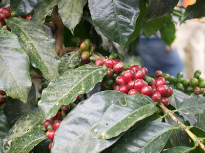 Augusta's Organic Breakfast - Coffee | Altohaus