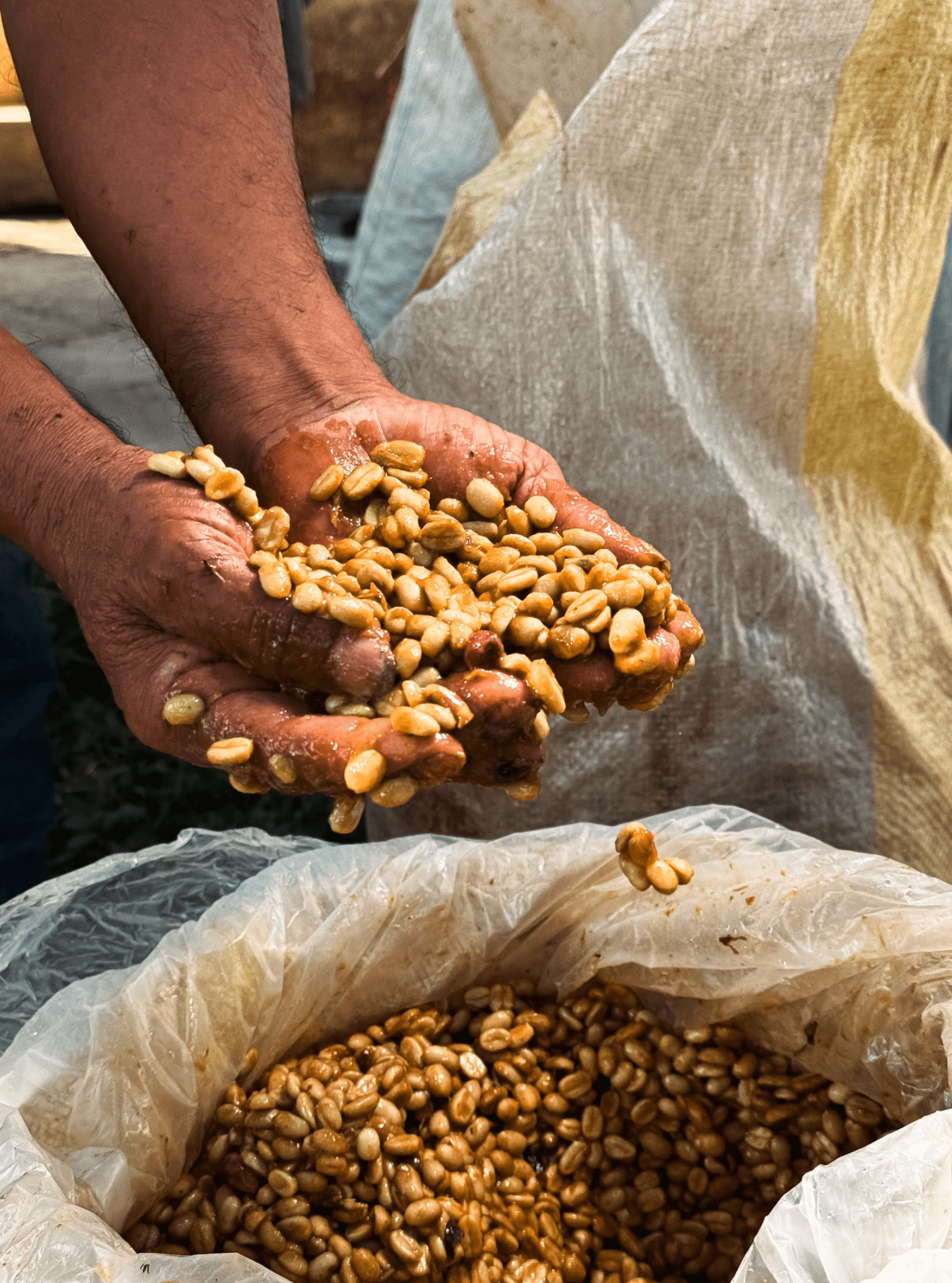 Peru Aromas del Valle Merly Leon G1 Washed Organic - Rosted Coffee | Altohaus