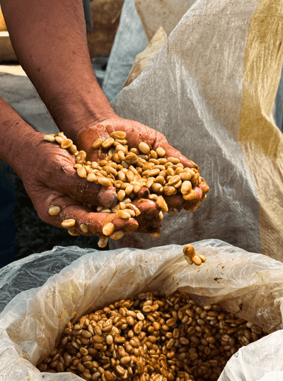 Peru Aromas del Valle Merly Leon G1 Washed Organic - Rosted Coffee | Altohaus