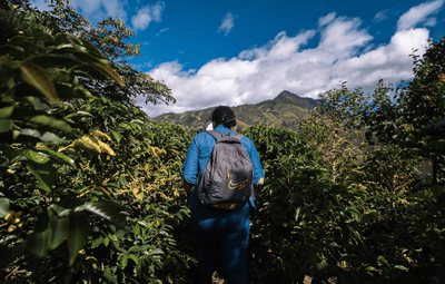 Peru Aromas del Valle Merly Leon G1 Washed Organic - Rosted Coffee | Altohaus