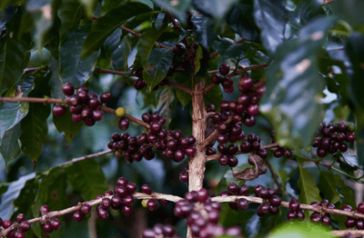 Guatemala Santa Rosa - Rosted Coffee | Altohaus