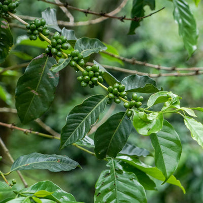 El Salvador Las Delicias
