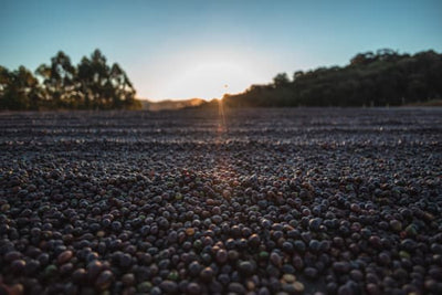 Brazil Serra Negra Natural - Rosted Coffee | Altohaus