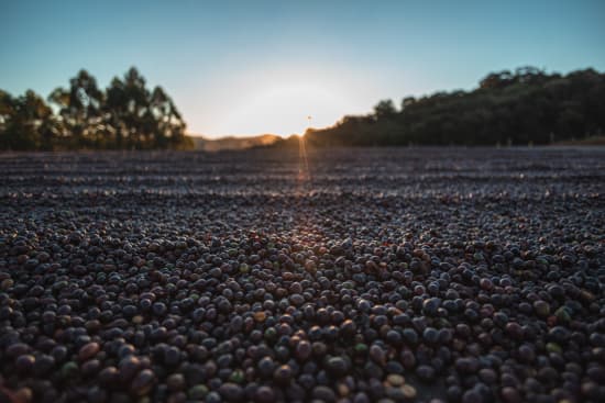 Brazil Serra Negra Natural - Rosted Coffee | Altohaus