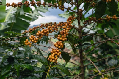 Brazil Serra Negra Natural - Rosted Coffee | Altohaus