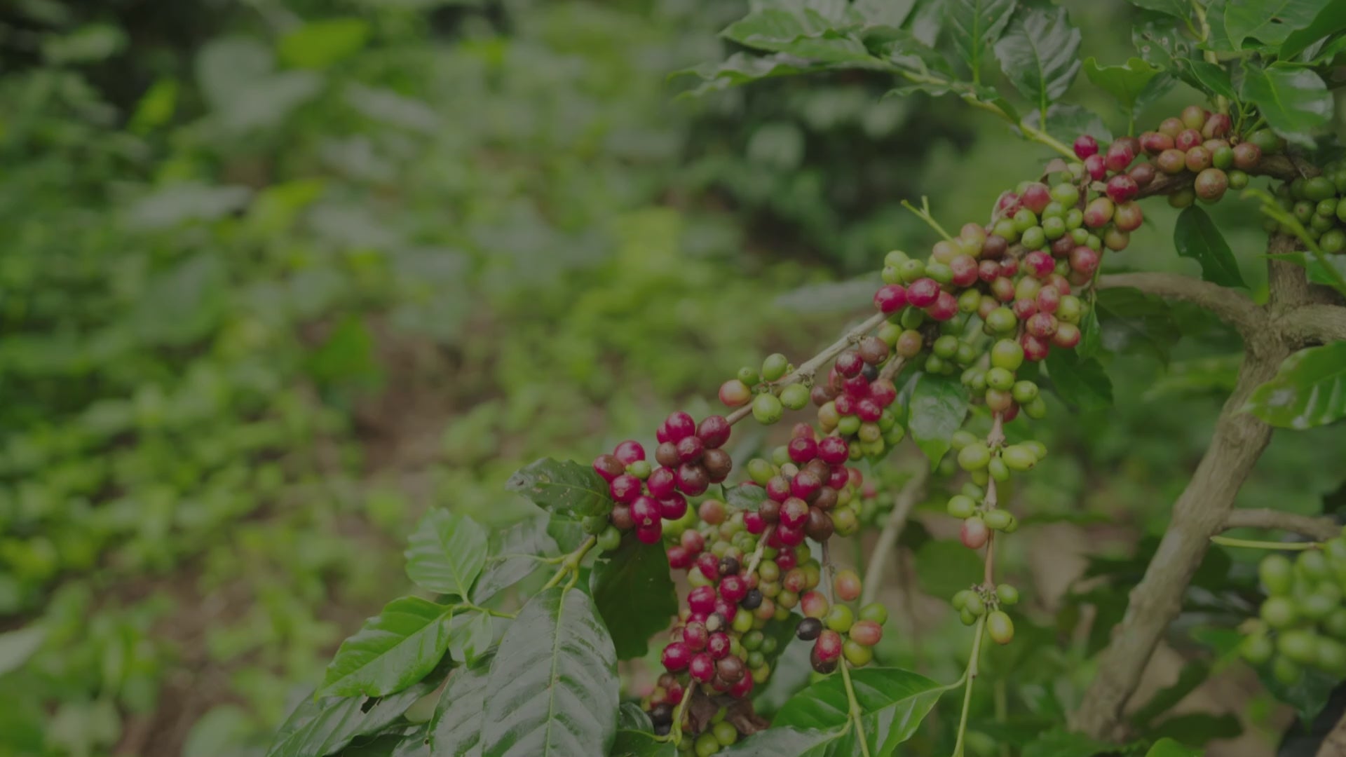 Load video: Coffee farm harvest — Altohaus specialty coffee and beans collection